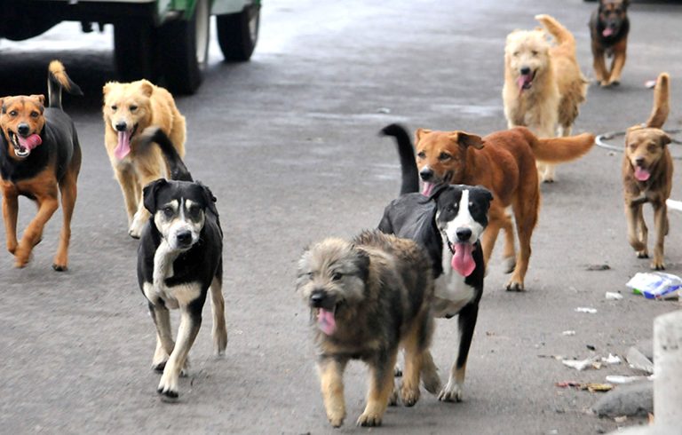 Alertan autoridades por gran cantidad de perros en las calles
